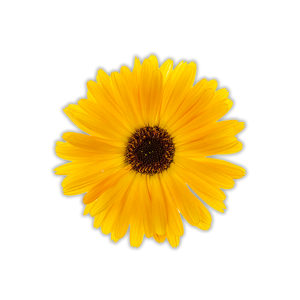 Calêndula (Calendula officinalis)
