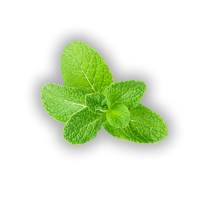Hortelã-pimenta (Mentha piperita)