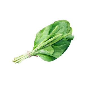 Tanchagem (Plantago lanceolata)