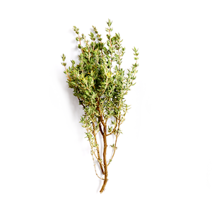 Tomilho (Thymus vulgaris)